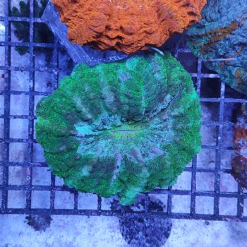 Acanthophyllia deshayesiana (29789)