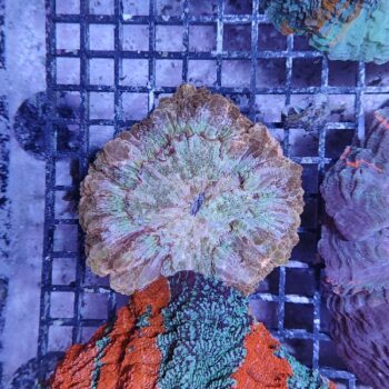 Acanthophyllia deshayesiana