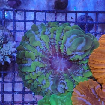 Indophyllia macassarensis (47214)