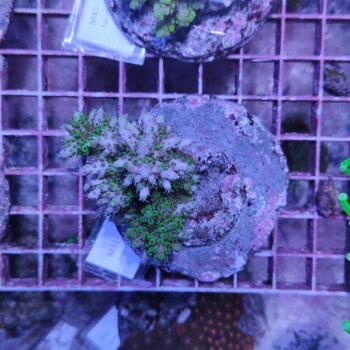 Acropora M31 (47138)