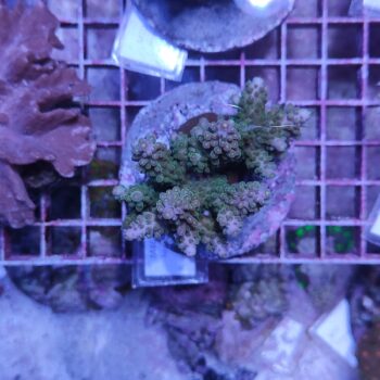 Acropora M46 (47139)