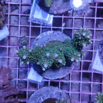 Acropora M20 (46797)