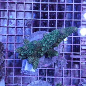 Acropora M10 (46797)