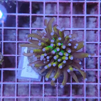 Euphyllia glabrescens M32 (48407)