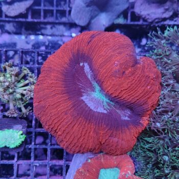 Wellsophyllia radiata N52 (47141)