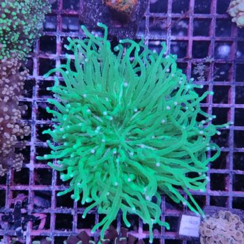 Heliofungia actiniformis (50254)