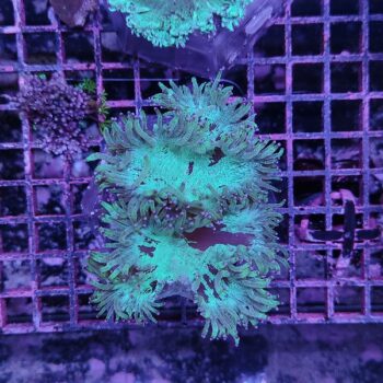 Catalaphyllia jardinei 39 (50242)