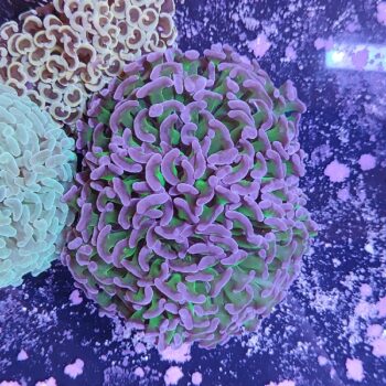 Euphyllia ancora 6 (47175)