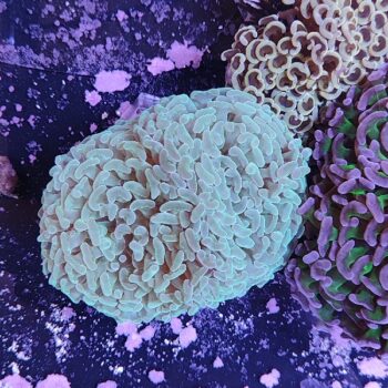 Euphyllia ancora 2 (47224)