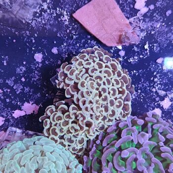 Euphyllia ancora  F33 (47145)