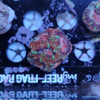 Acanthastrea lordhowensis 3