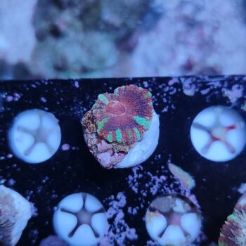 Acanthastrea lordhowensis 4