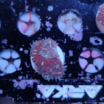 Acanthastrea lordhowensis 9