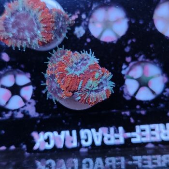 Acanthastrea lordhowensis 13