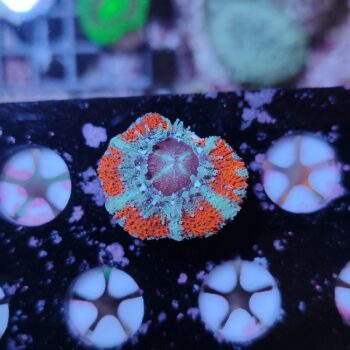 Acanthastrea lordhowensis 15