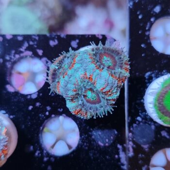 Acanthastrea lordhowensis 20