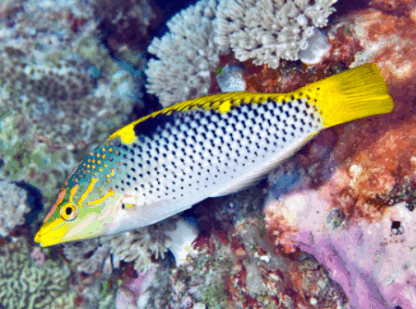 Halichoeres hortulanus- Checkerboard Wrasse (Juv)