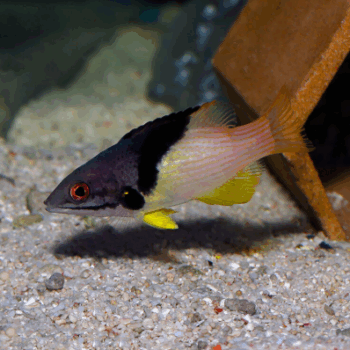 Bodianus mesothorax- Eclipse Hogfish (Juv)