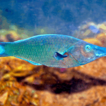 Gomphosus caeruleus- Blue Bird Wrasse