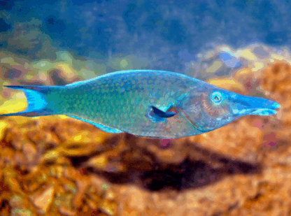 Gomphosus caeruleus- Blue Bird Wrasse