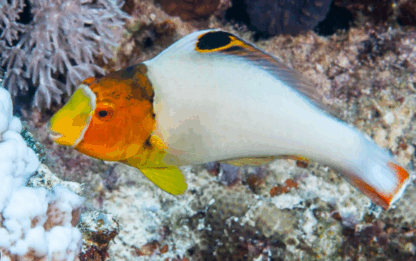 Cetoscarus bicolor - Bicolor Parrotfish