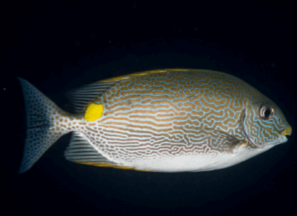 Siganus lineatus- Golden-Lined Spinefoot