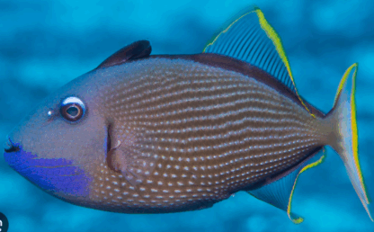 Xanthichthys auromarginatus- Blue Throat Triggerfish