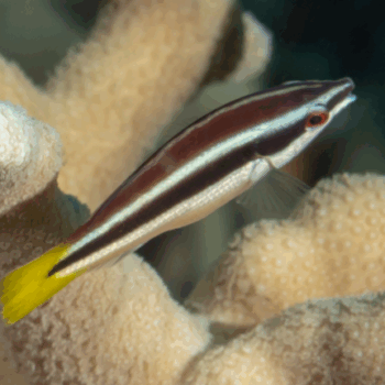 Diproctacanthus xanthurus- Yellowtail Tubelip