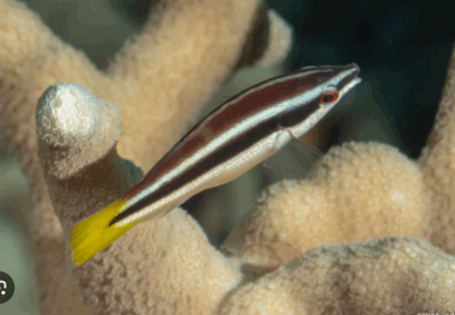 Diproctacanthus xanthurus- Yellowtail Tubelip