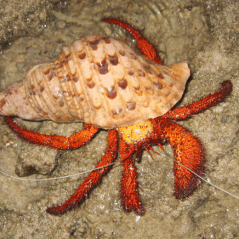 Dardanus megistos- Red Hermit Crab