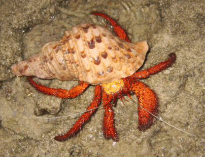 Dardanus megistos- Red Hermit Crab