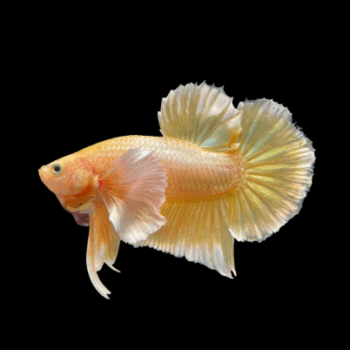 Betta splendens – Siamese Fighting Gold Betta L