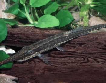 Farlowella platorynchus - Naaldmeerval Platorynchus M