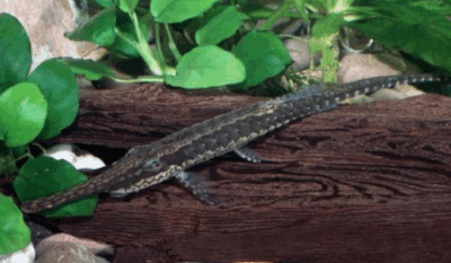 Farlowella platorynchus - Naaldmeerval Platorynchus M