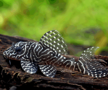 Hypancistrus sp. L260 - Queen Arabesque Pleco