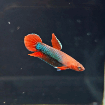 Betta iaspis- Betta Jade Green Pair 2.5 cm