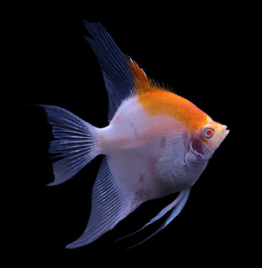 Pterophyllum scalare - Red Cap Koi Angelfish 7cm