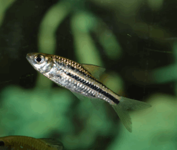 Striuntius lineatus- Lined Barb 5cm