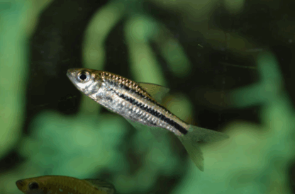Striuntius lineatus- Lined Barb 5cm