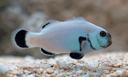 Amphiprion percula - Platinum Percula
