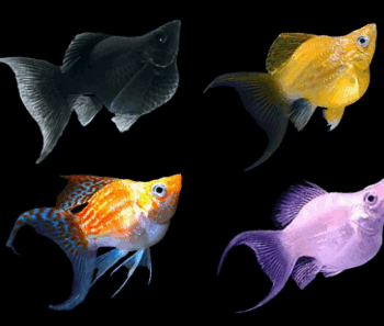 Poecilia sphenops- Molly Mix Balloon Lyretail 3cm