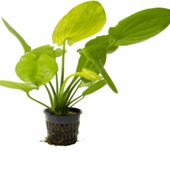 Stoffels Echinodorus cordifolius MP