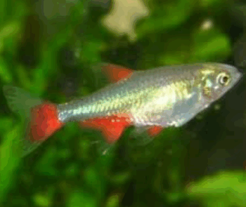 Aphyocharax anisitsi- Bloodfin Tetra