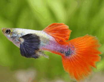 Poecilia reticulata - Guppy Platinum Red Tail Big Ear (Female) 2.5-3cm