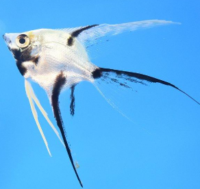Pterophyllum Scalare- Veiltail Black and White Angelfish 3cm