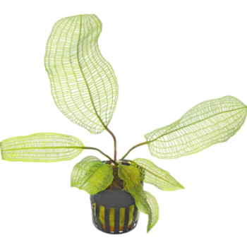 S.I Aponogeton madagascariensis var. Henkelianus