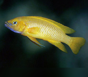 Neolamprologus leleupi - Orange Lemon Cichlid