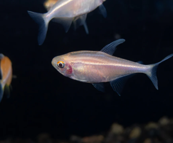 Hyphessobrycon Herbertaxelrodi - Albino Black Neon Tetra 2cm