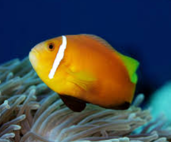Amphiprion nigripes - Blackfin Anemonefish M/L