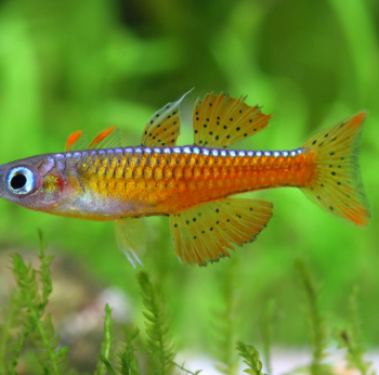 Pseudomugil paskai - Paska's blue-eye 1.5-2cm